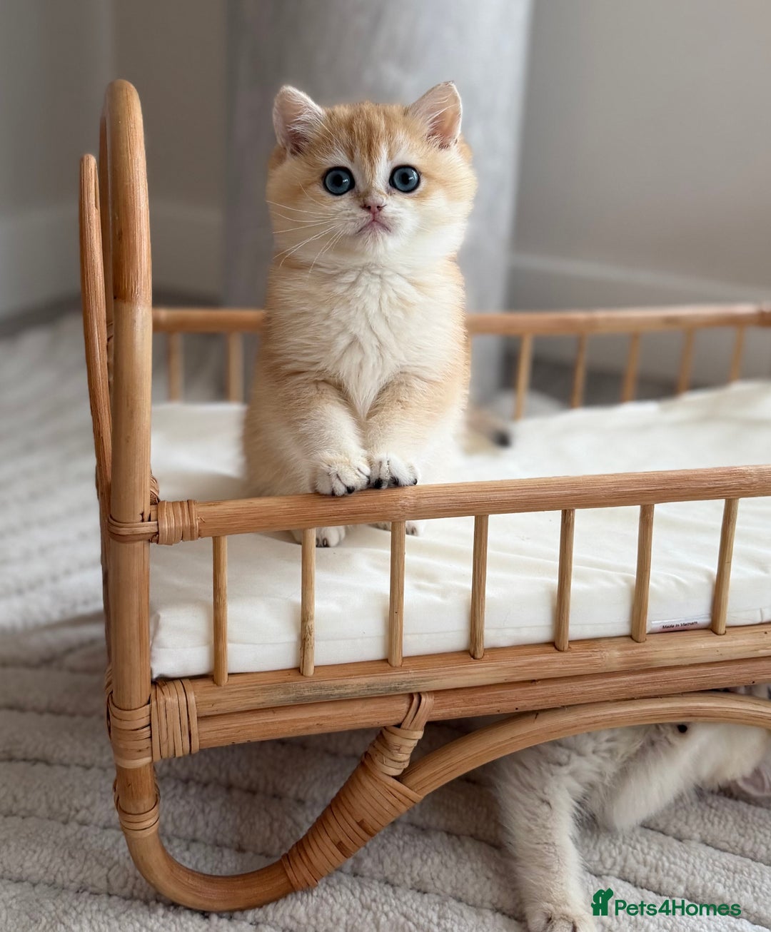 British Shorthair cats for sale: Golden British shorthair kittens - Advert 15