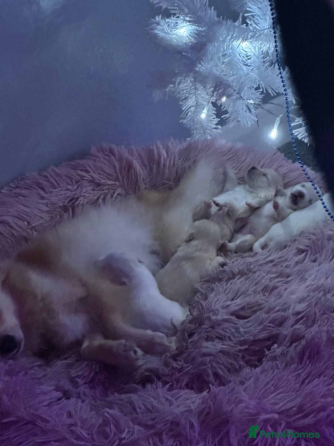 Pomeranian dogs for sale: Beautiful Russian/blue blood line puppies - Advert 5