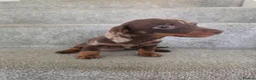 Miniature Dachshund dogs for sale: Chocolate Dapple girl - Advert 9