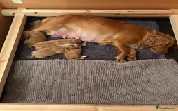 Cocker Spaniel dogs for sale: Working cocker spaniel boy - Image 23