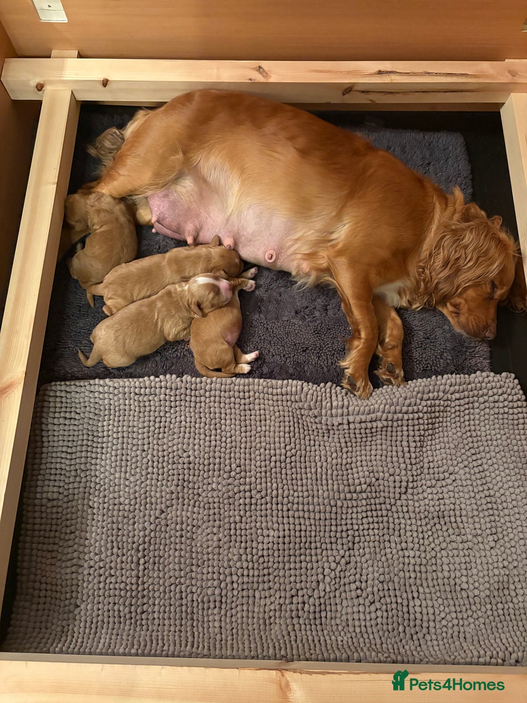 Cocker Spaniel dogs for sale: Working cocker spaniel boy - Image 23