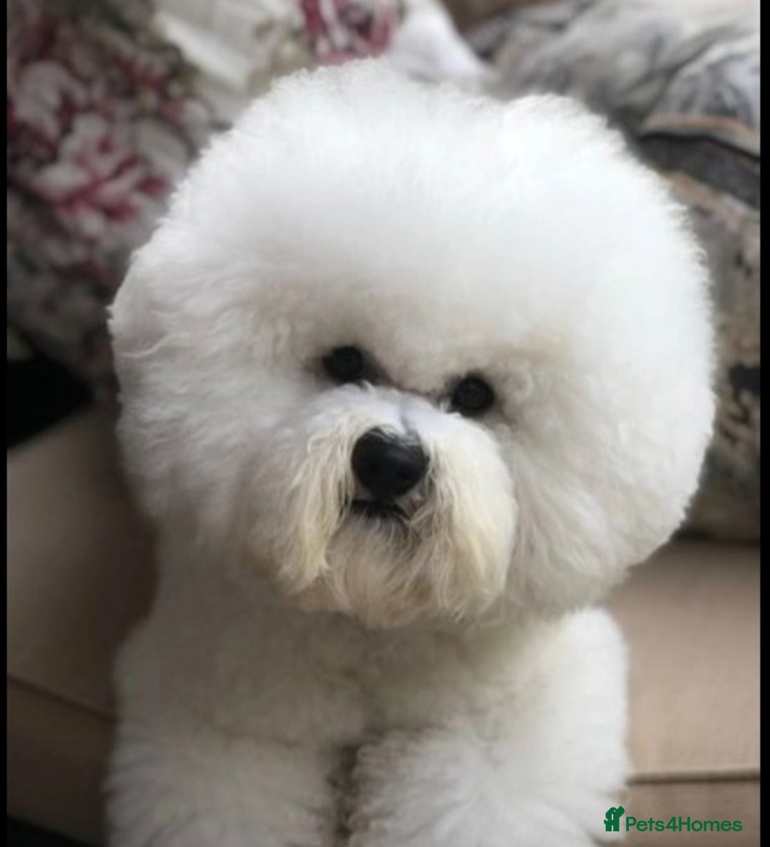 Bichon Frise dogs for sale: Sweet Bichon Frise puppies- Champion Bloodline  - Advert 21