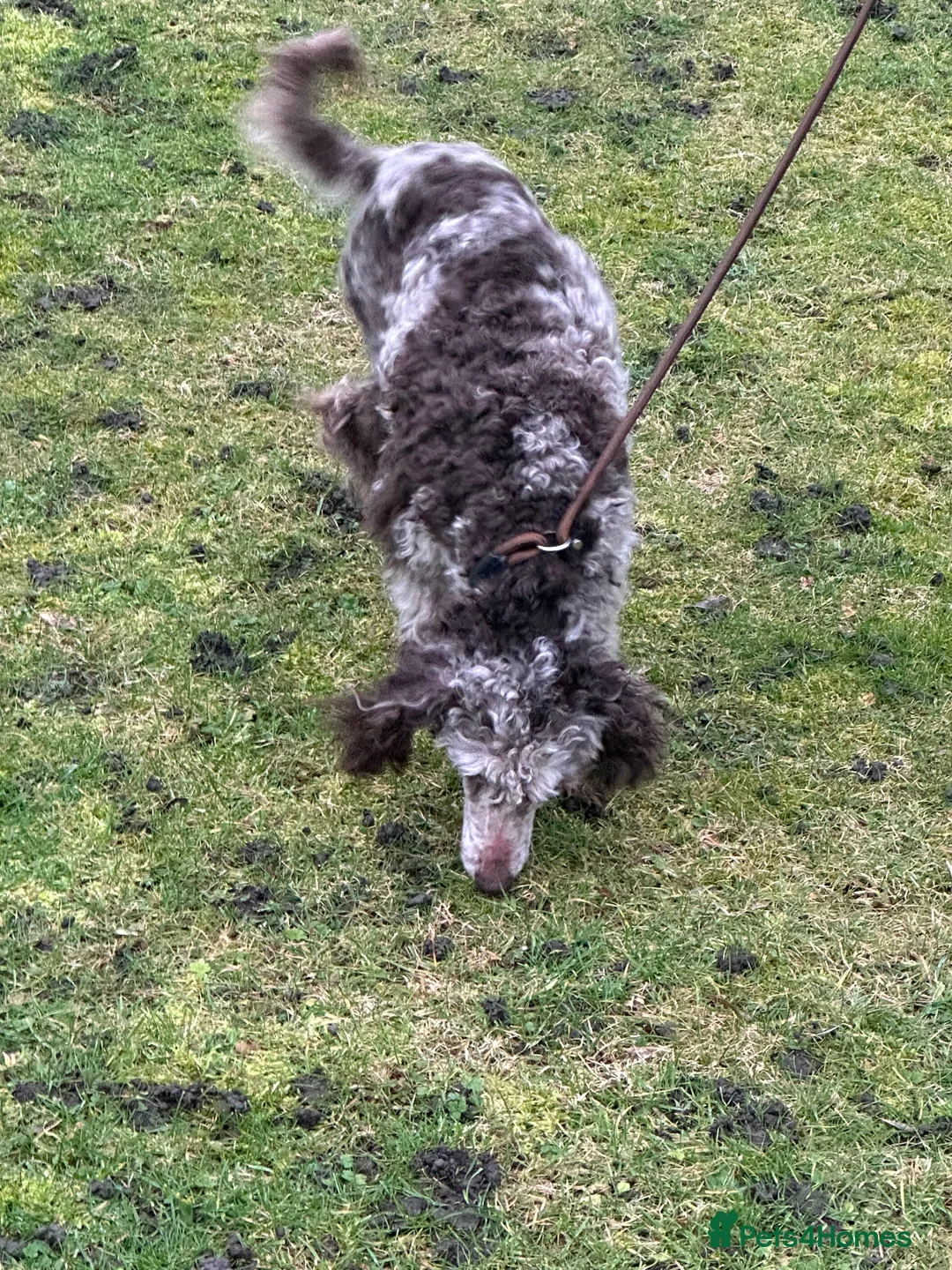 Miniature Poodle dogs for sale: Stunning looking male miniature poodle  - Advert 13