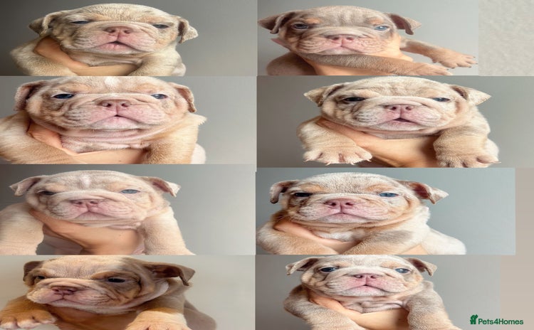English Bulldog dogs - Advert 2
