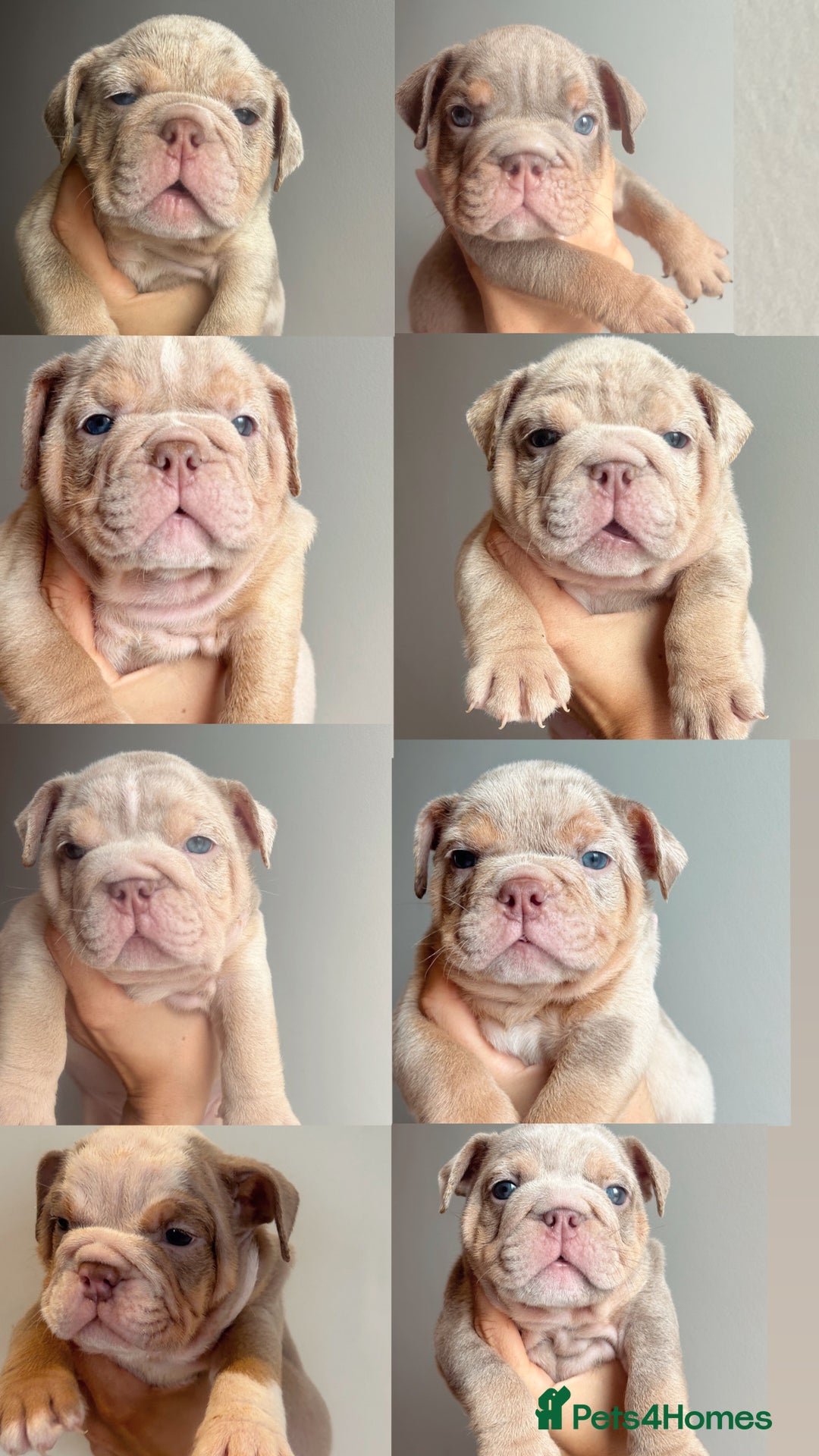 English Bulldog dogs for sale: English Bulldog Puppies  - Image 1