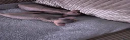 Sphynx cats for sale: Kitten - Advert 35