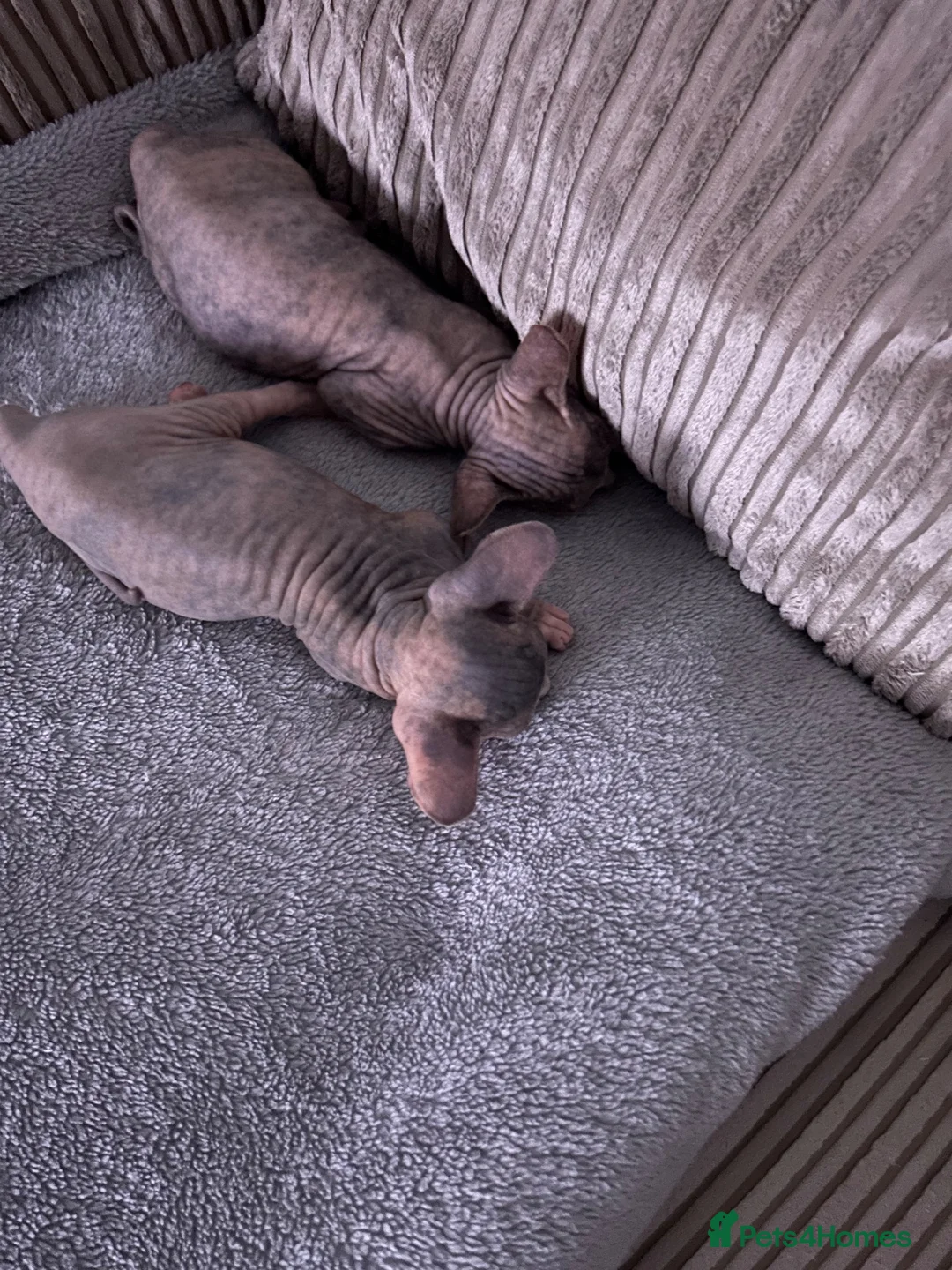 Sphynx cats for sale: Kitten - Advert 35