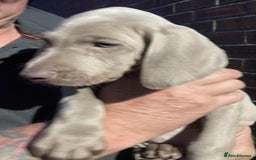 Weimaraner dogs for sale: Kc reg Weimaraner - Image 11