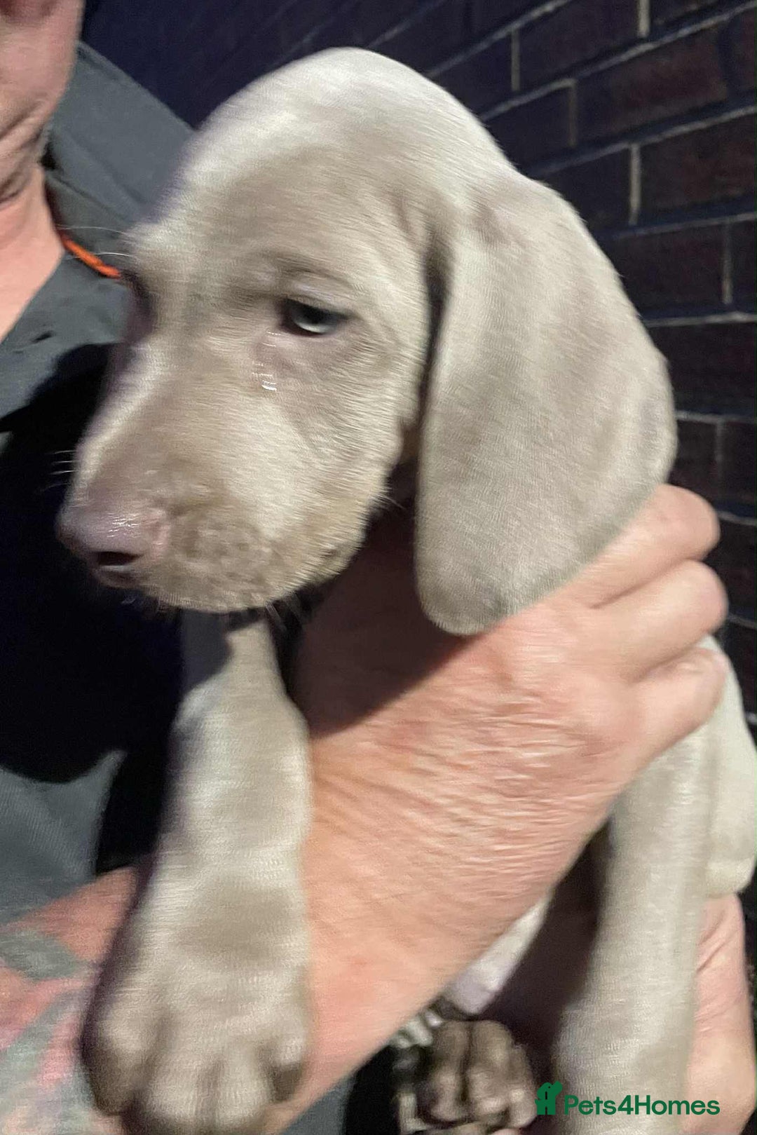 Weimaraner dogs for sale: Kc reg Weimaraner - Image 11