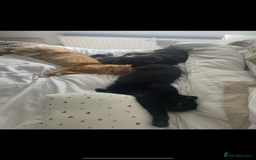 Mixed Breed cats for sale: 1 year old ginger cat for rehoming  - Image 4