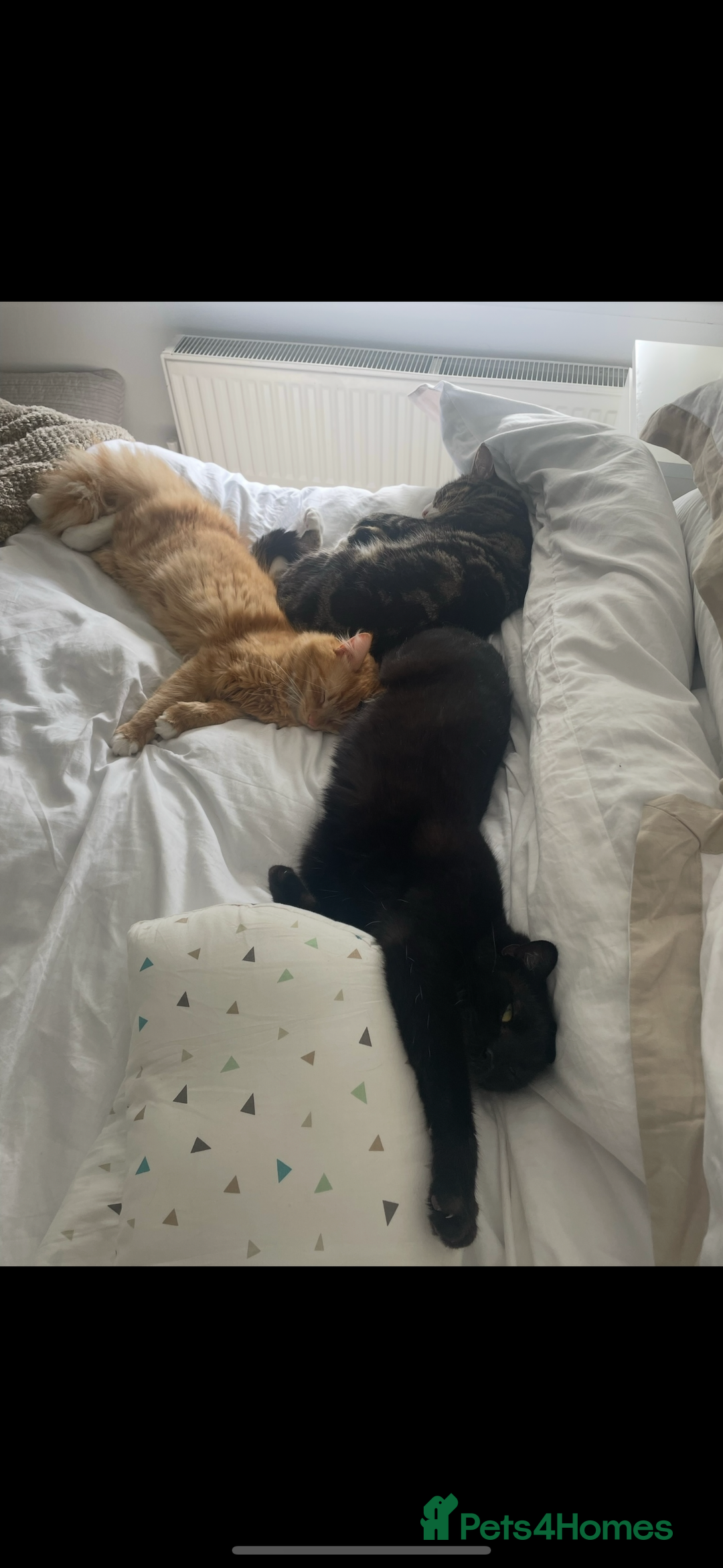 Mixed Breed cats for sale: 1 year old ginger cat for rehoming  - Image 4