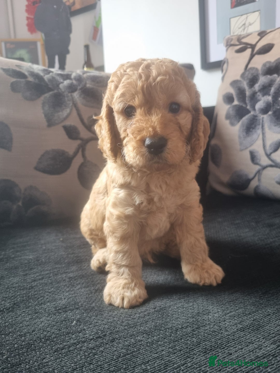 Cockapoo dogs for sale: Beautiful F2B Cockapoo puppies - Image 4