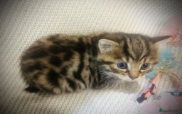 Persian cats for sale: Unique Persian cross kittens .  - Image 17
