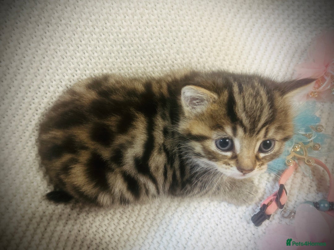 Persian cats for sale: Unique Persian cross kittens .  - Image 17