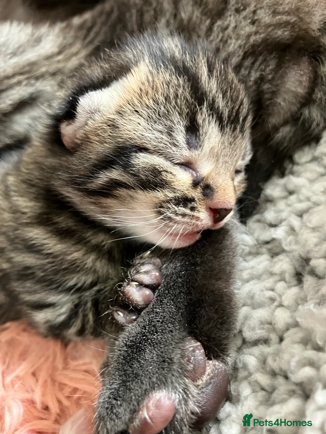 Russian Blue cats for sale: Silver and black tabby kittens  - Advert 9