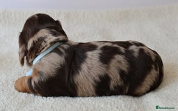 Miniature Dachshund dogs for sale: 5StarsLicensed+LongHaired+KC+PRAClear+VetChecked - Image 10