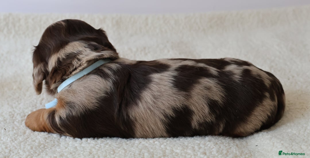 Miniature Dachshund dogs for sale: 5StarsLicensed+LongHaired+KC+PRAClear+VetChecked - Image 10