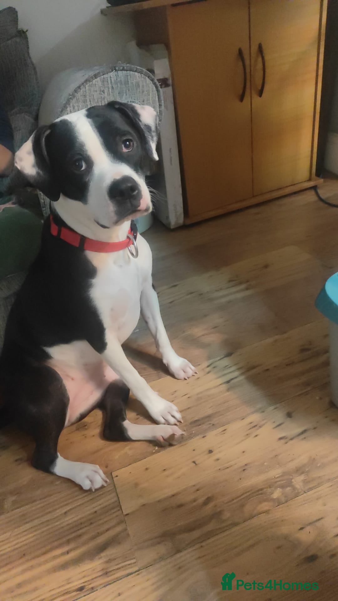 Mixed Breed dogs for sale: 2 female American bulldog x staffys available  - Advert 6