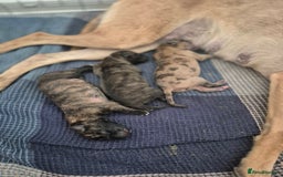 Whippet dogs for sale: Whippet puppies for sale  - Image 12