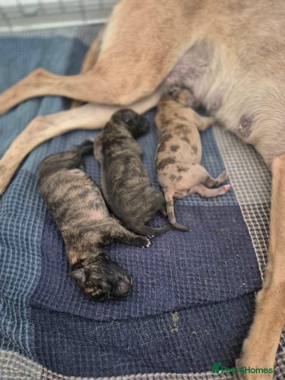 Whippet dogs for sale: Whippet puppies for sale  - Image 12