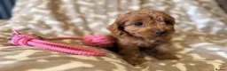 Cavapoo dogs for sale: Extensively health tested Toy F1 Cavapoo puppies - Advert 14