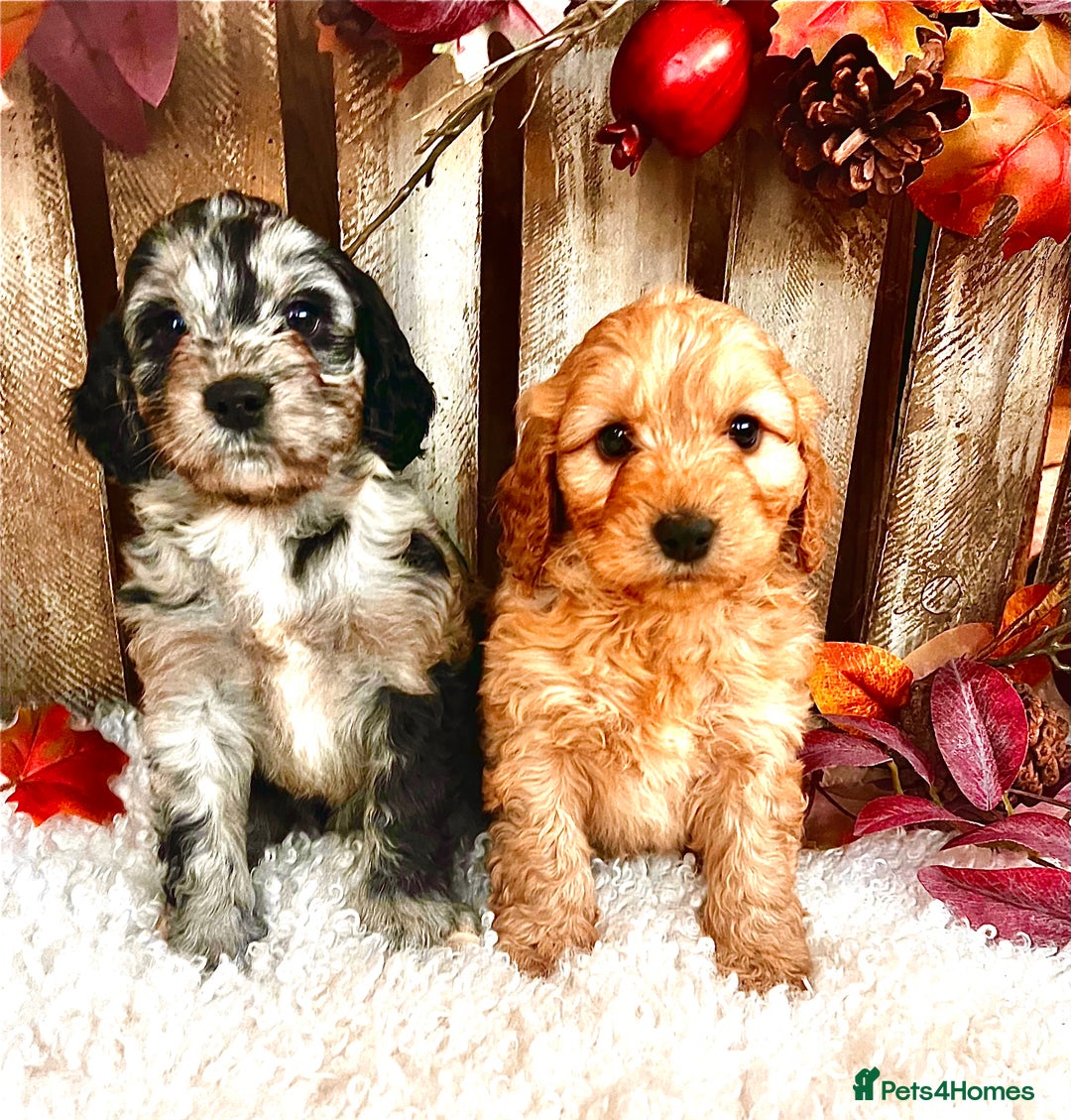 Cockapoo dogs for sale: Quality Cockapoo Puppies Blue Merle / Golden  - Advert 11