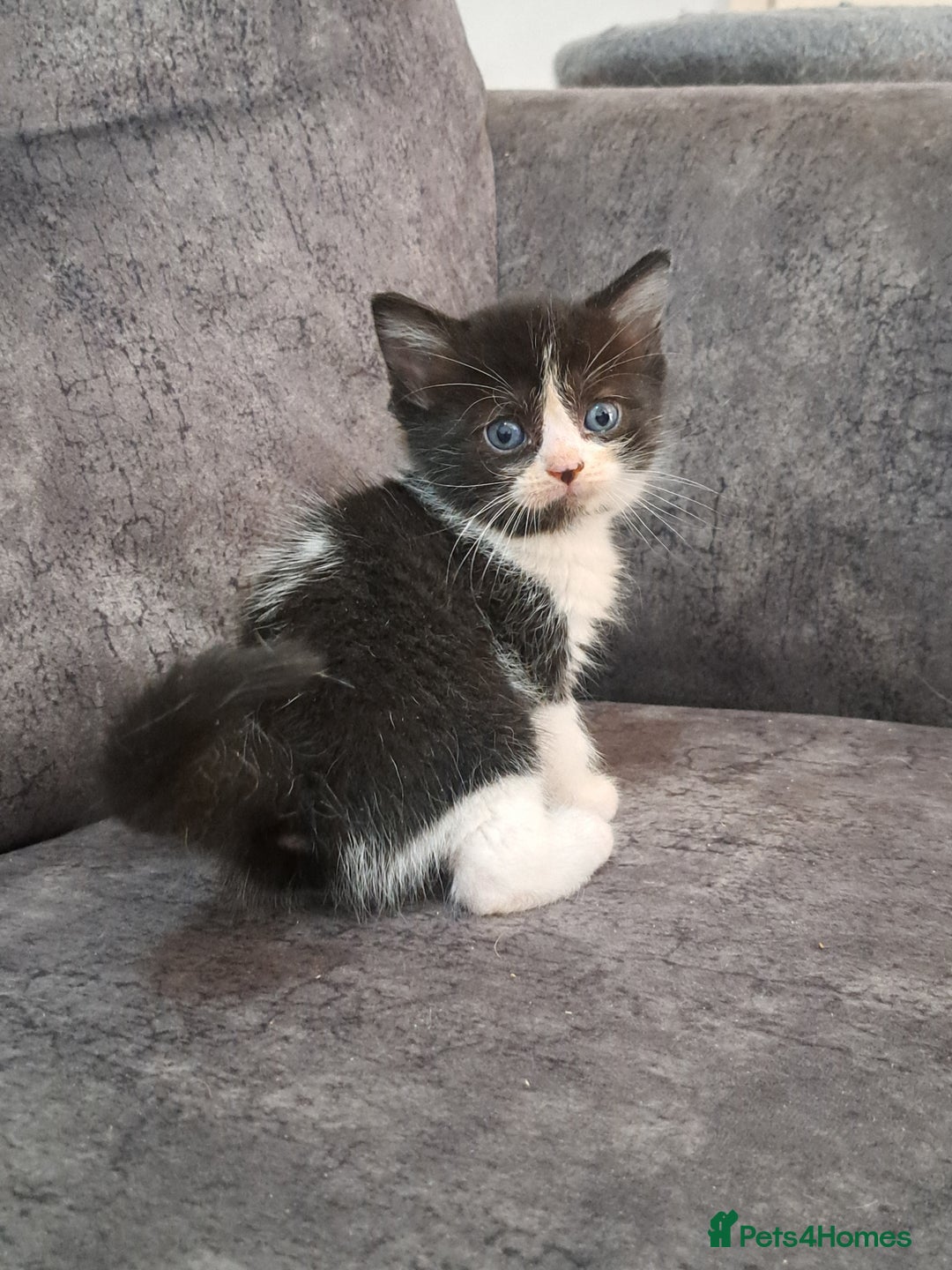 Ragdoll cats for sale: Ragdoll cross babies - Advert 6