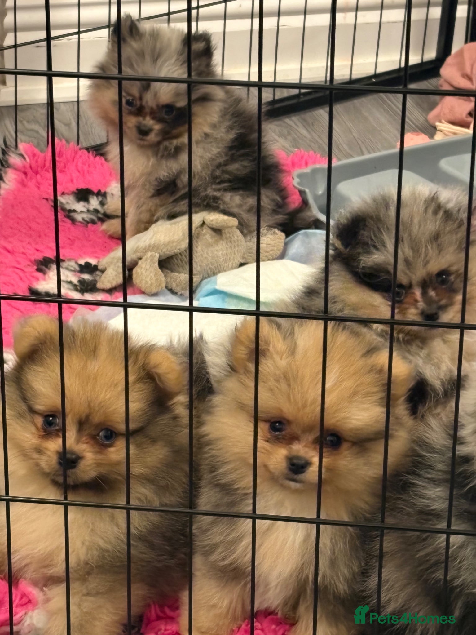 Pomeranian dogs Pomeranian puppies ready to go - Advert 15