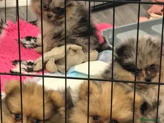 Pomeranian dogs Pomeranian puppies ready to go - Advert 15