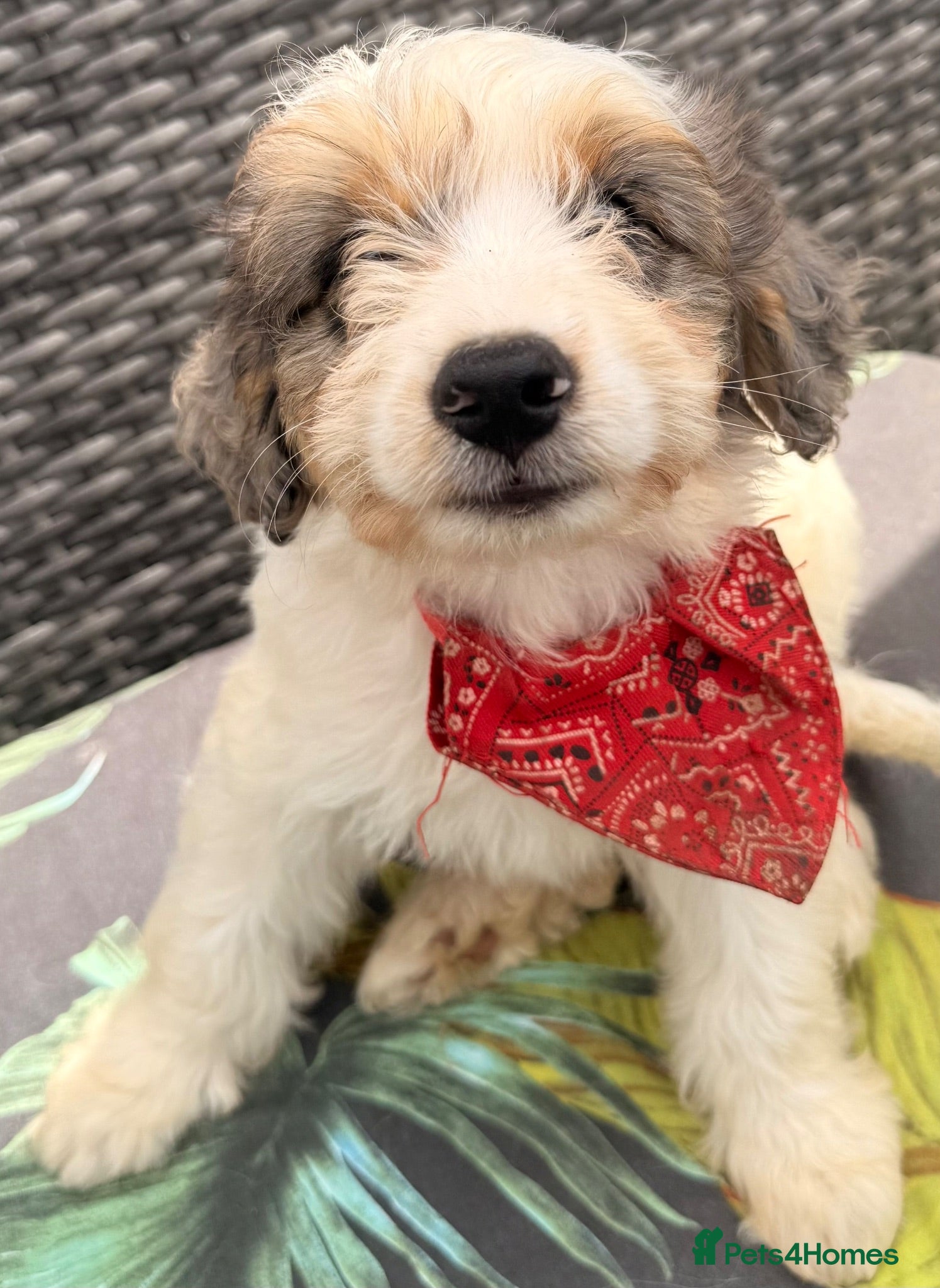 Australian Labradoodle dogs Australian double doodle puppies  - Advert 1