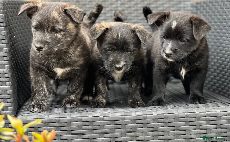 Mixed Breed dogs - Advert 1