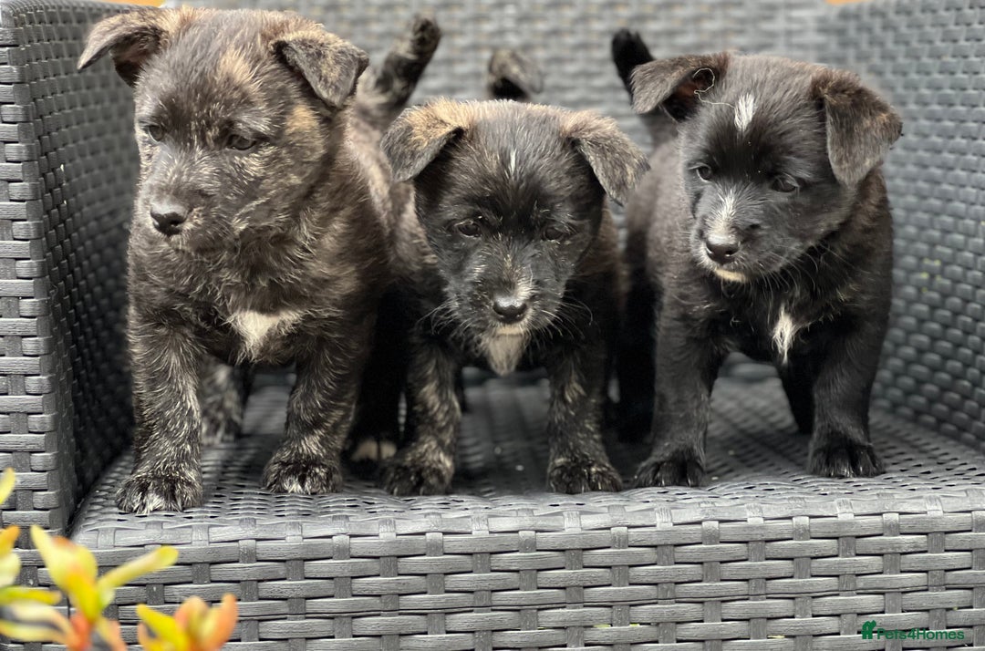 Mixed Breed dogs for sale: Weeranian Pups - Image 1