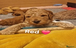 Cavapoochon dogs for sale: F1b Cavapoochon Puppies – 3 Boys Ready to Reserve - Image 3