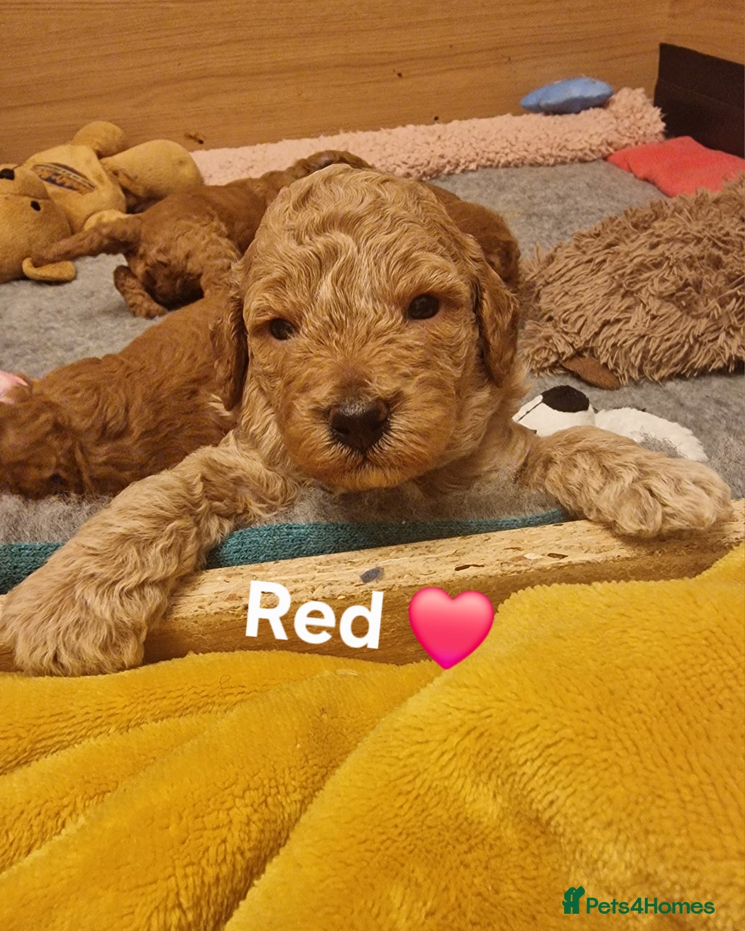 Cavapoochon dogs for sale: F1b Cavapoochon Puppies – 3 Boys Ready to Reserve - Image 3