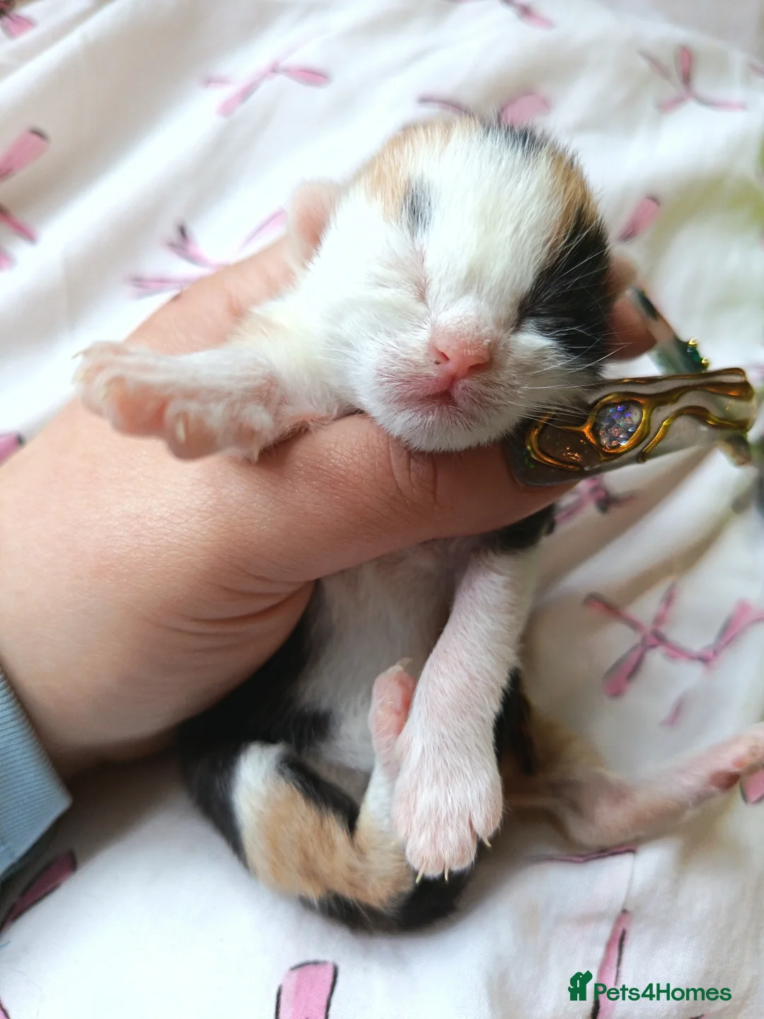 Mixed Breed cats for sale: Stunning kittens  in Bridgwater - Advert 2