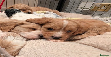 Toy Poodle dogs - Advert 12