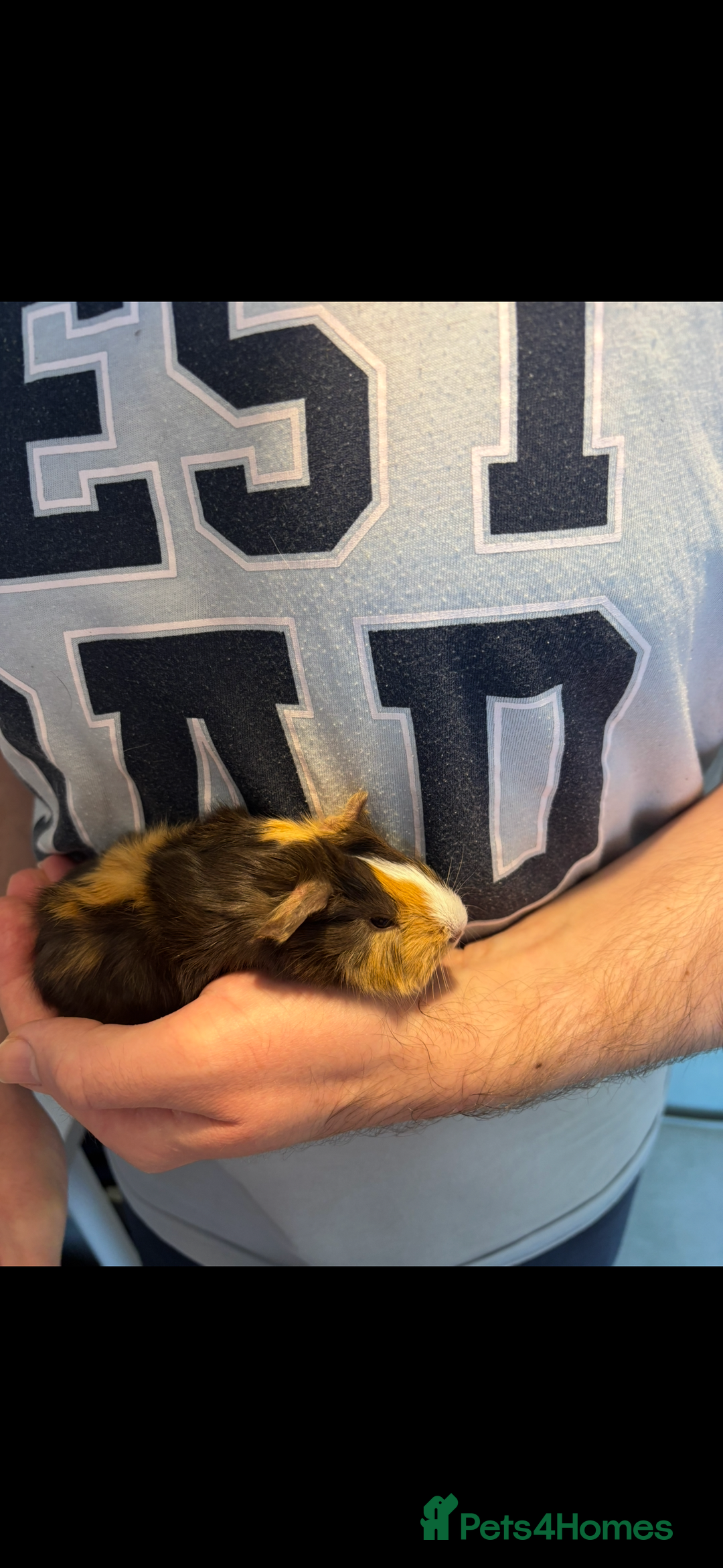 Guinea Pig rodents for sale: 4 boy baby guinea pigs - ready 4th Feb onwards - Advert 1