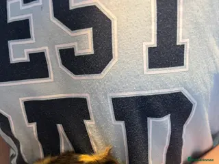 Guinea Pig rodents 4 boy baby guinea pigs - ready 4th Feb onwards - Advert 2