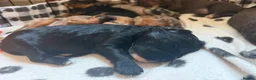 Cavapoochon dogs for sale: Beautiful health tested Cavapoo puppies - Advert 19