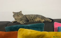 British Shorthair cats for sale: Large british shorthair boy very loving - Image 3