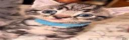 Mixed Breed cats for sale: American wire hair x Mainecoon  - Advert 13