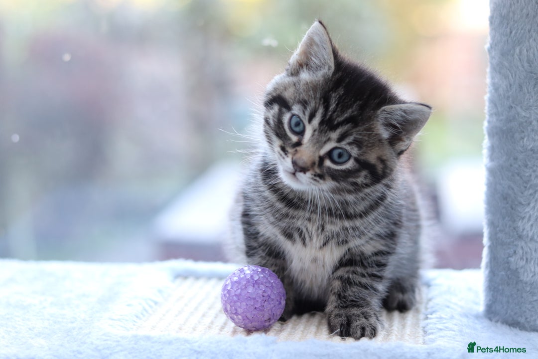 Mixed Breed cats for sale: Adorable Kittens - Advert 5