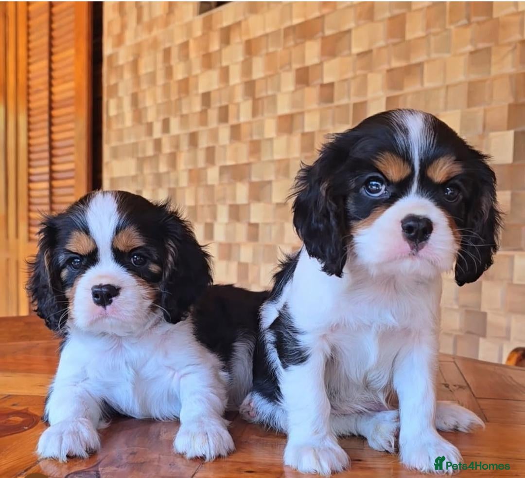 Cavalier King Charles Spaniel dogs for sale: Cavalier king Charles puppy  - Image 2