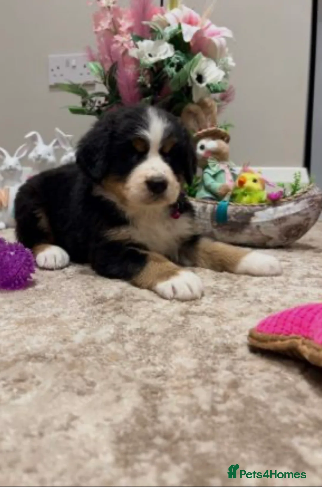 Bernese Mountain Dog dogs for sale: Ikc registered Bernese mountain - Advert 2