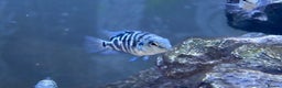 Cichlids fish for sale: Rare hybrid cichlids 50p each  - Advert 1