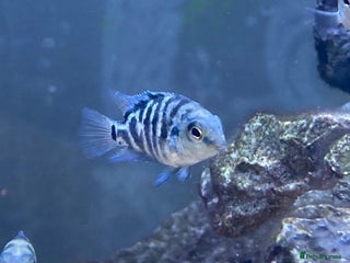 Cichlids fish Rare hybrid cichlids for sale - Advert 14