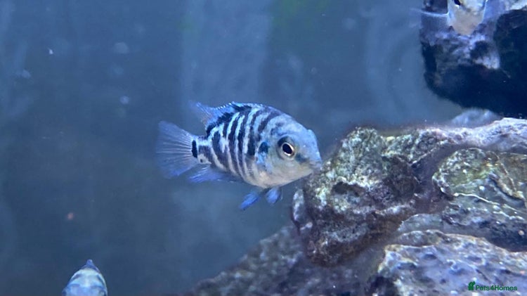 Cichlids fish Rare hybrid cichlids for sale - Advert 14