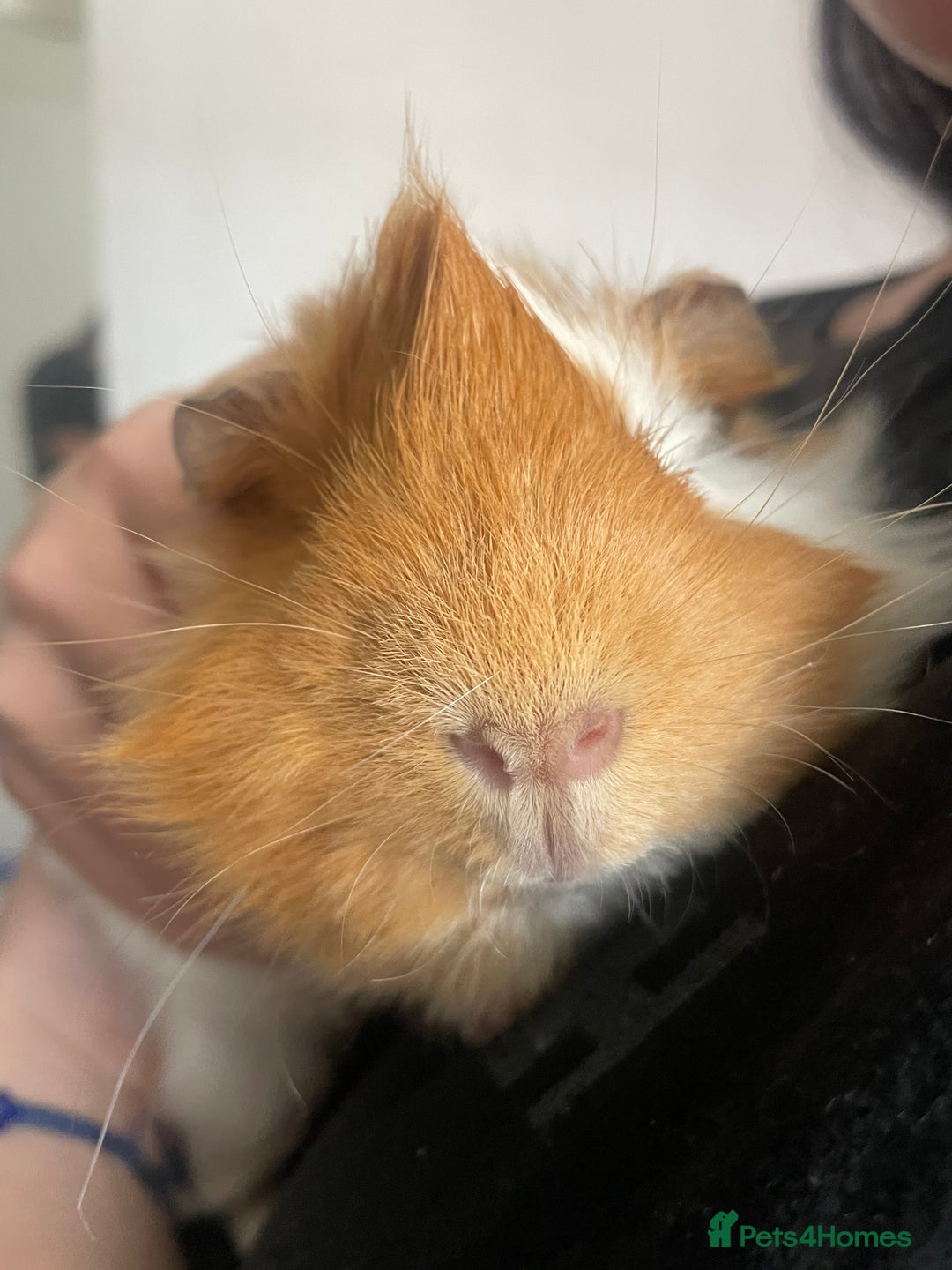 Guinea Pig rodents for sale: Two male guinea pigs  - Advert 3