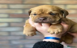 Mixed Breed dogs for sale: Bulldog de Bordeaux  - Image 18