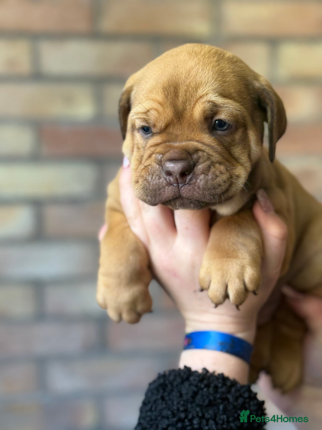 Mixed Breed dogs for sale: Bulldog de Bordeaux  - Image 18